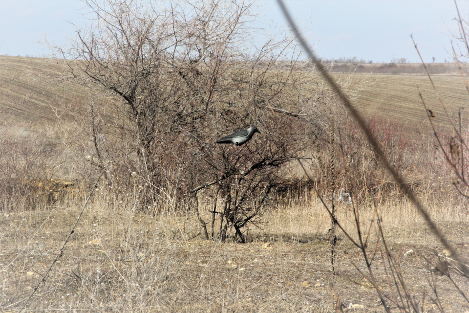 Чучело ворона серая с лапами (на опоре)